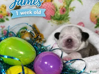 Pug dogs JAMES - Ad 2