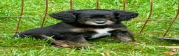 Mini Bernedoodle dogs for sale: Haymitch - Ad 7