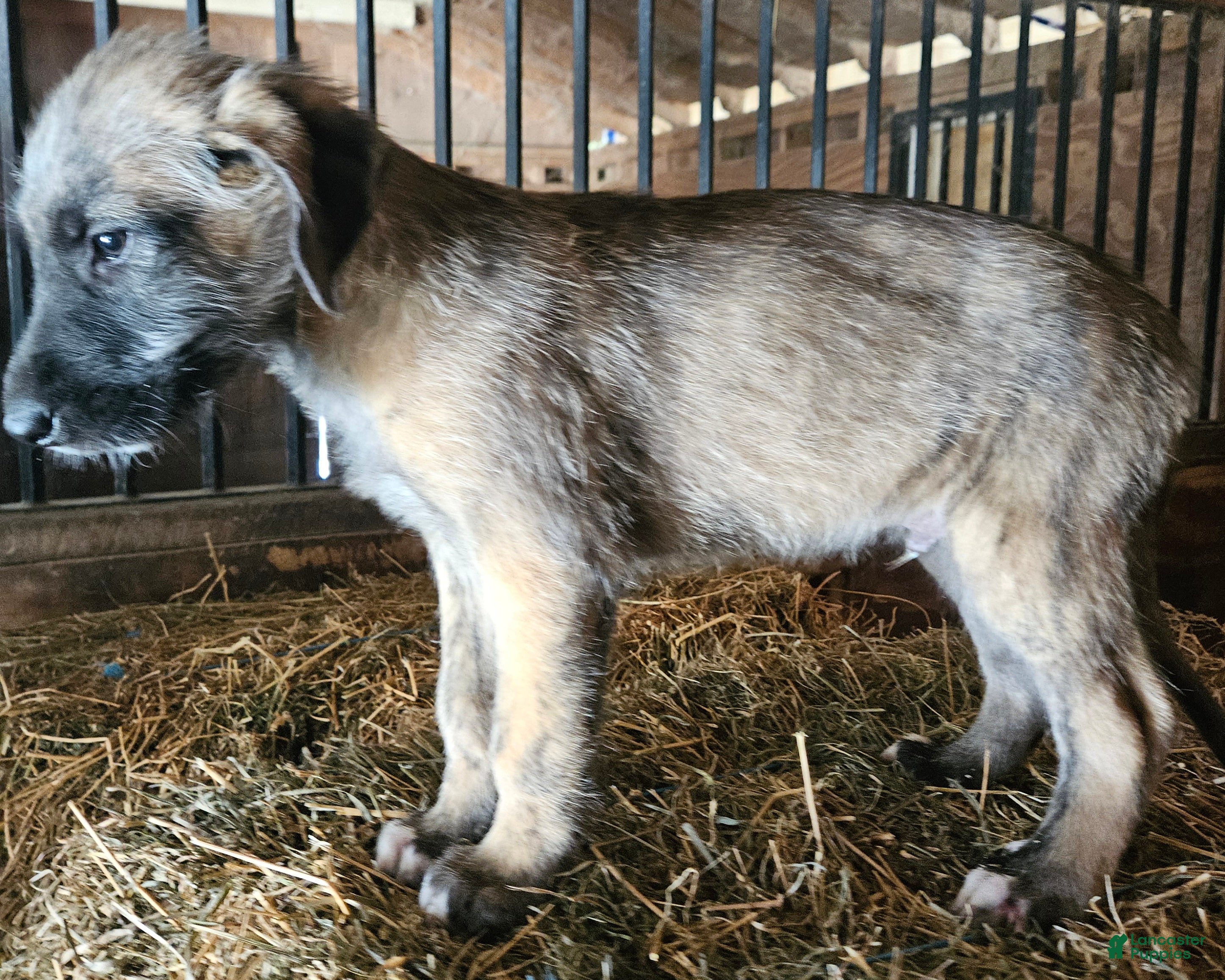 Irish Wolfhound dogs Irish Wolfhound Puppy 1 - Ad 1