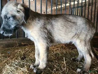 Irish Wolfhound dogs Irish Wolfhound Puppy 1 - Ad 1