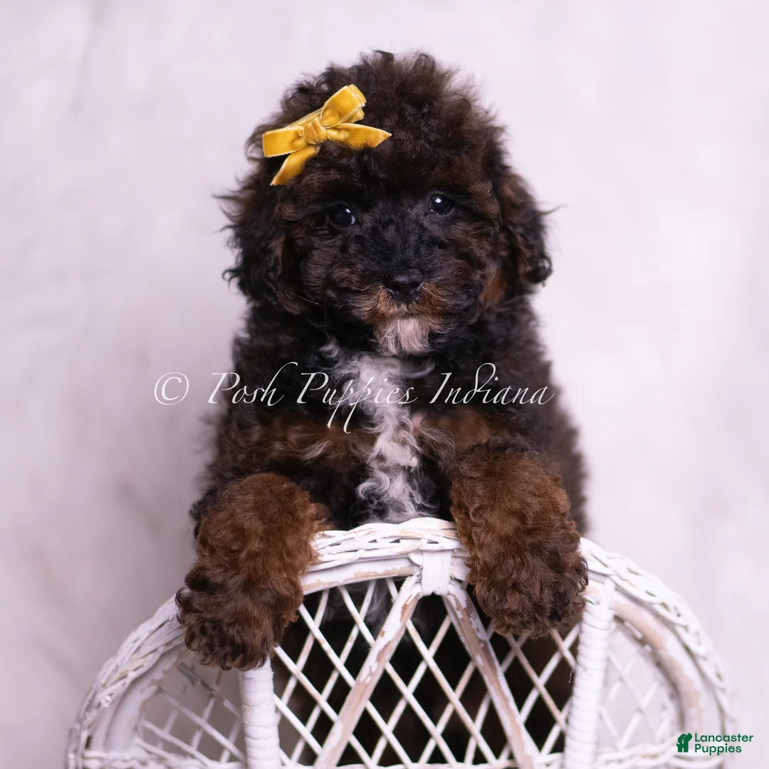 Toy Poodle dogs for sale: Lukie - Ad 1
