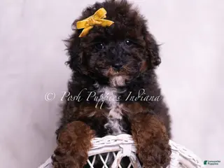 Toy Poodle dogs Lukie - Ad 17