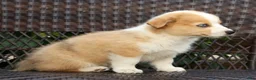 Welsh Corgi Pembroke dogs for sale: Forest - Ad 6