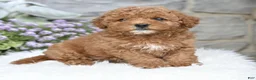 Havapoo dogs for sale: Aiden - Ad 3