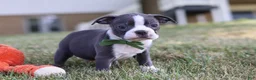 Boston Terrier dogs for sale: Bradie - Ad 12