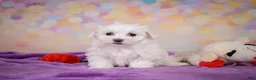 Maltese dogs for sale: Daisey - Ad 10