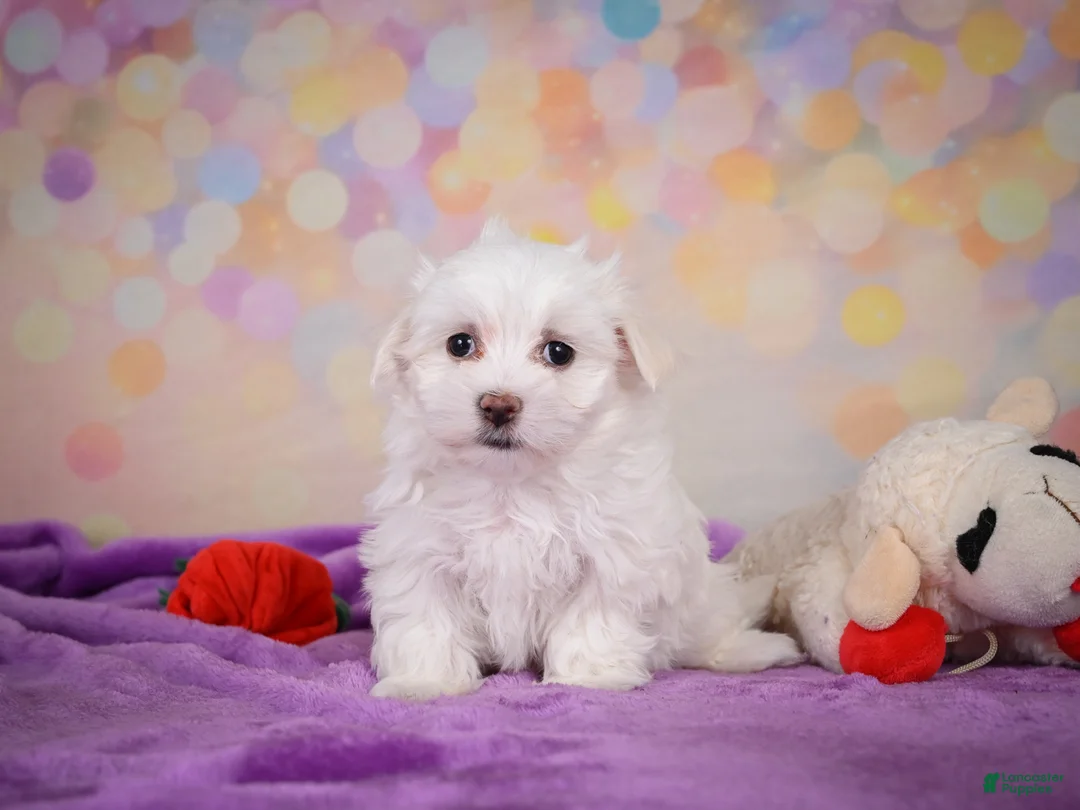 Maltese dogs for sale: Daisey - Ad 10