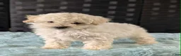 Bichpoo dogs for sale: Melanie - Ad 3