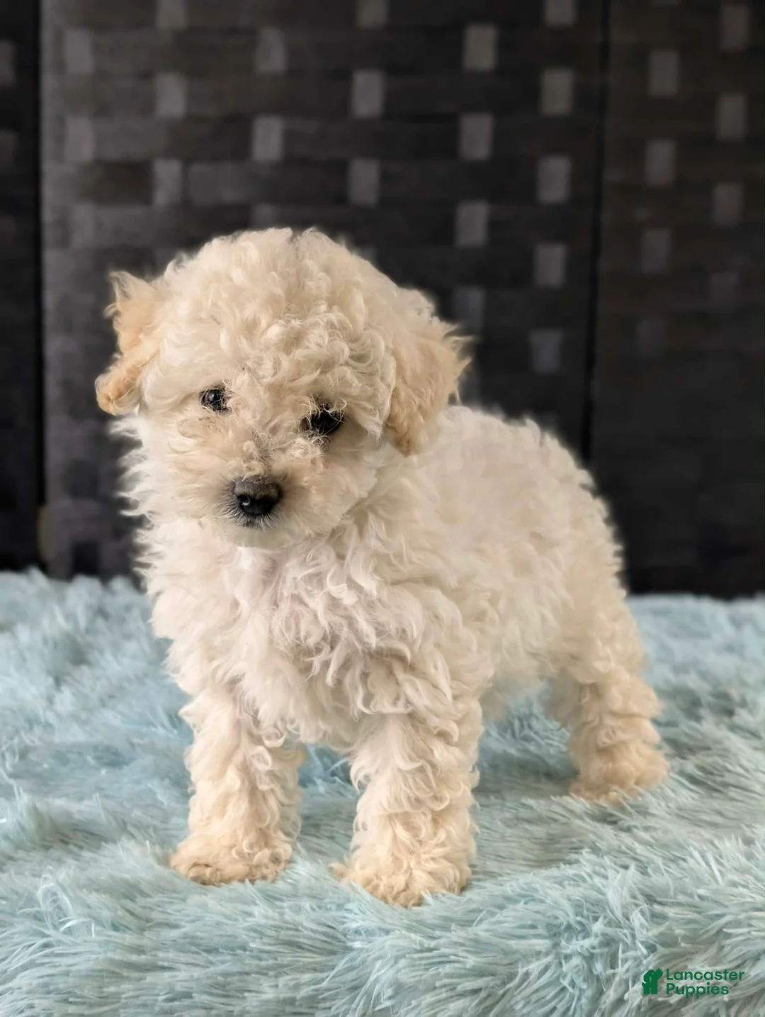 Bichpoo dogs for sale: Melanie - Ad 3