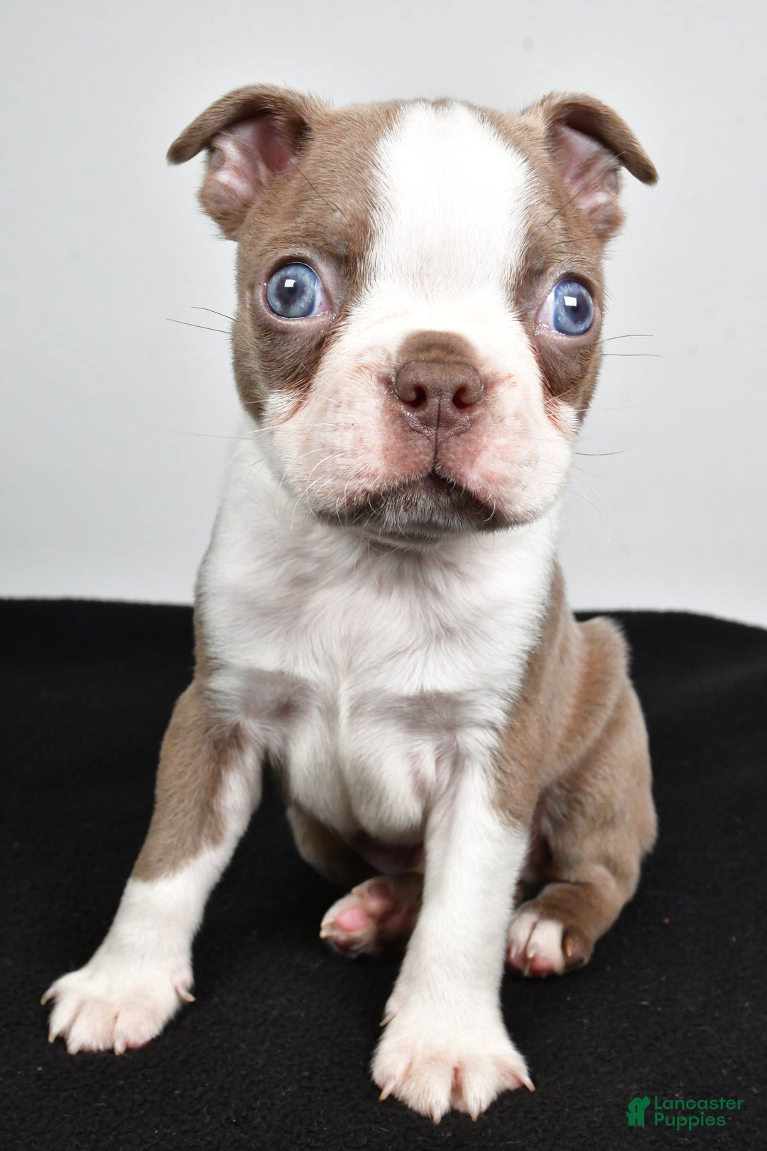 Boston Terrier dogs for sale: Jordan - Ad 4