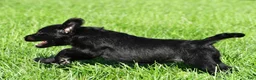 Labradoodle dogs for sale: Sasha - Ad 3
