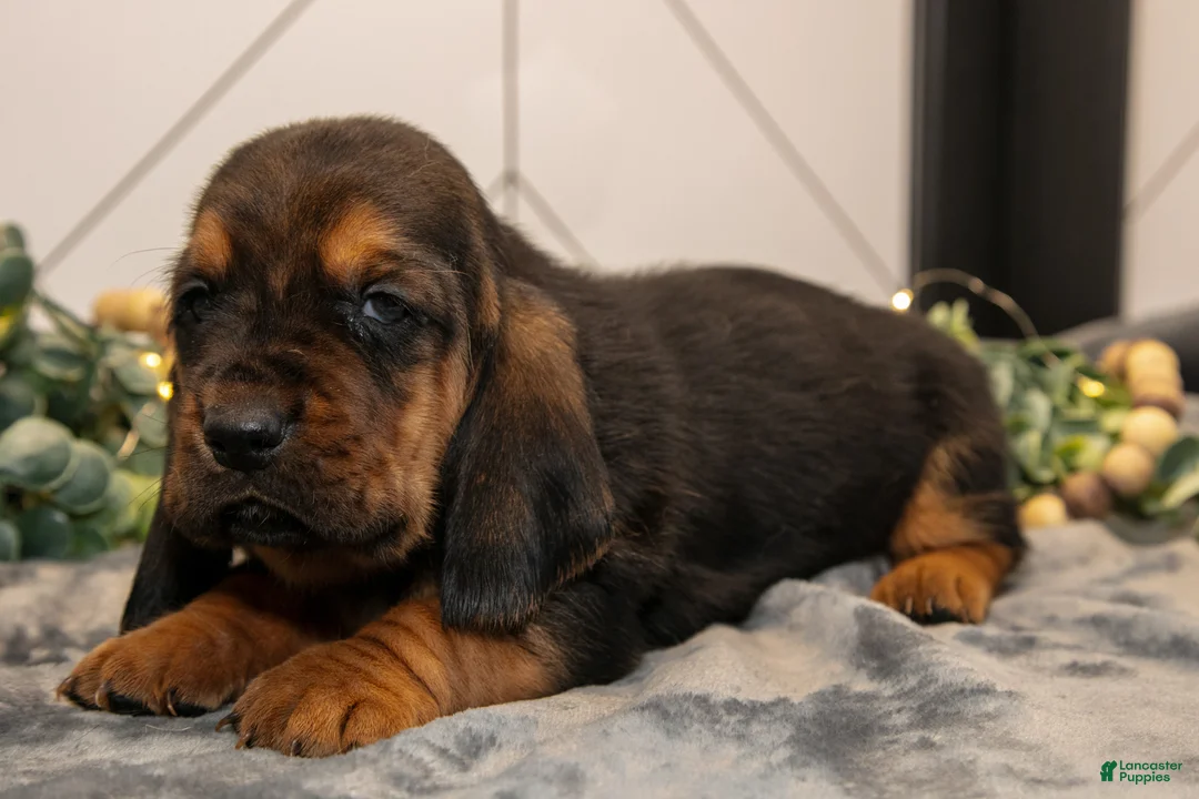 Basset Hound dogs for sale: Droopy - Ad 3