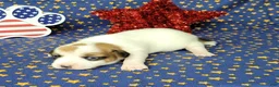 Jack Russell Terrier dogs for sale: CKC "Ripley" Delivery Available  - Ad 6