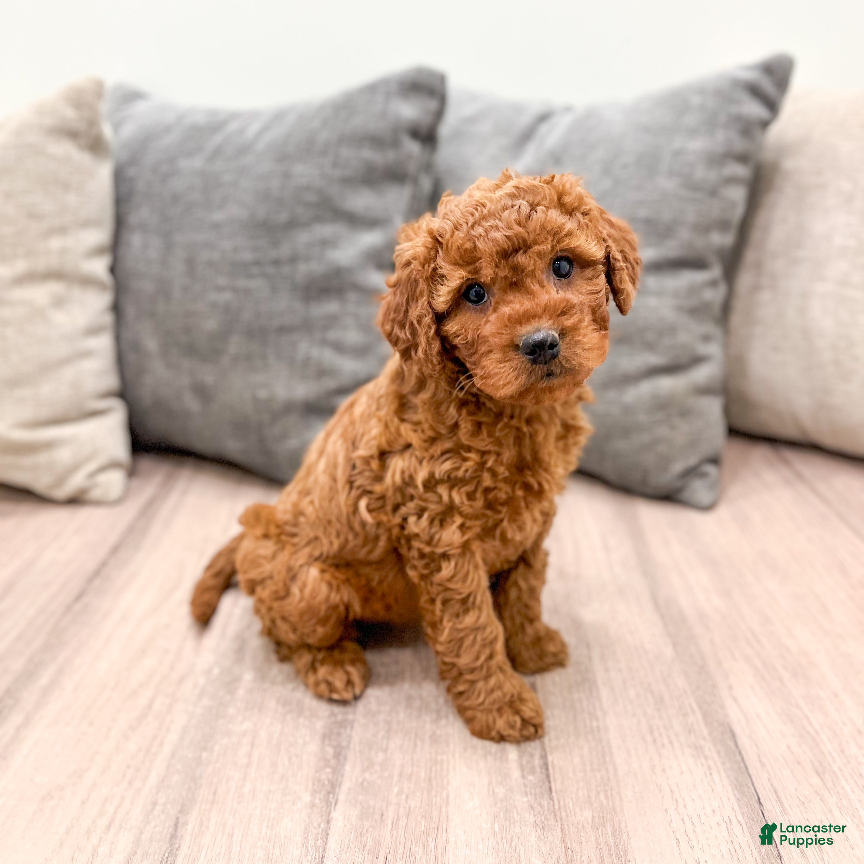 Goldendoodle dogs Olivia - Ad 1
