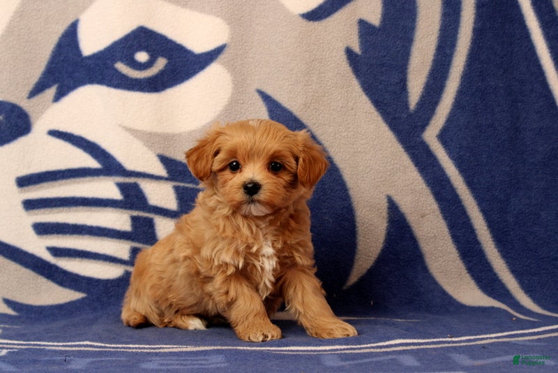 Maltipoo dogs Baby - Ad 1