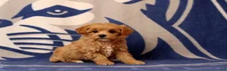 Maltipoo dogs for sale: Baby - Ad 1