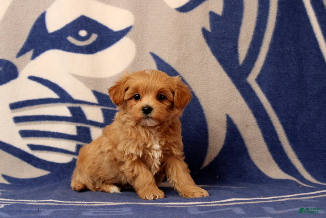 Maltipoo dogs for sale: Baby - Ad 1