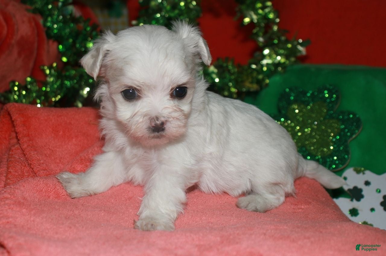 Maltese dogs Makai - Ad 2