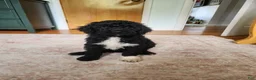 Mini Sheepadoodle dogs for sale: Stella - Ad 7