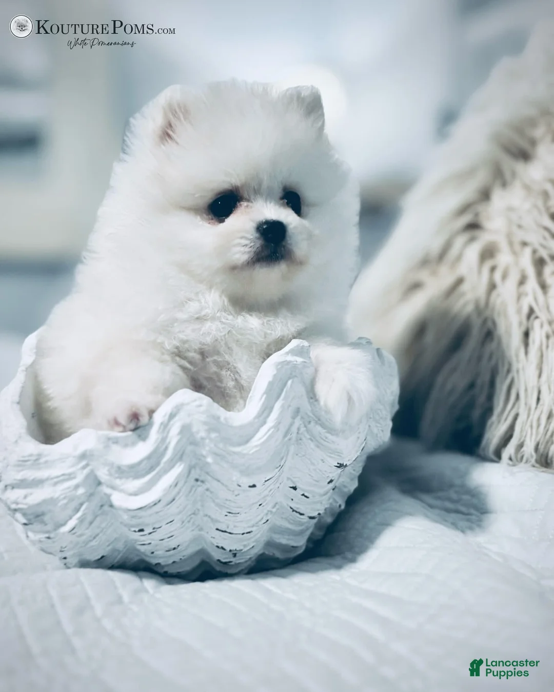 Pomeranian dogs for sale: Margot - Ad 2