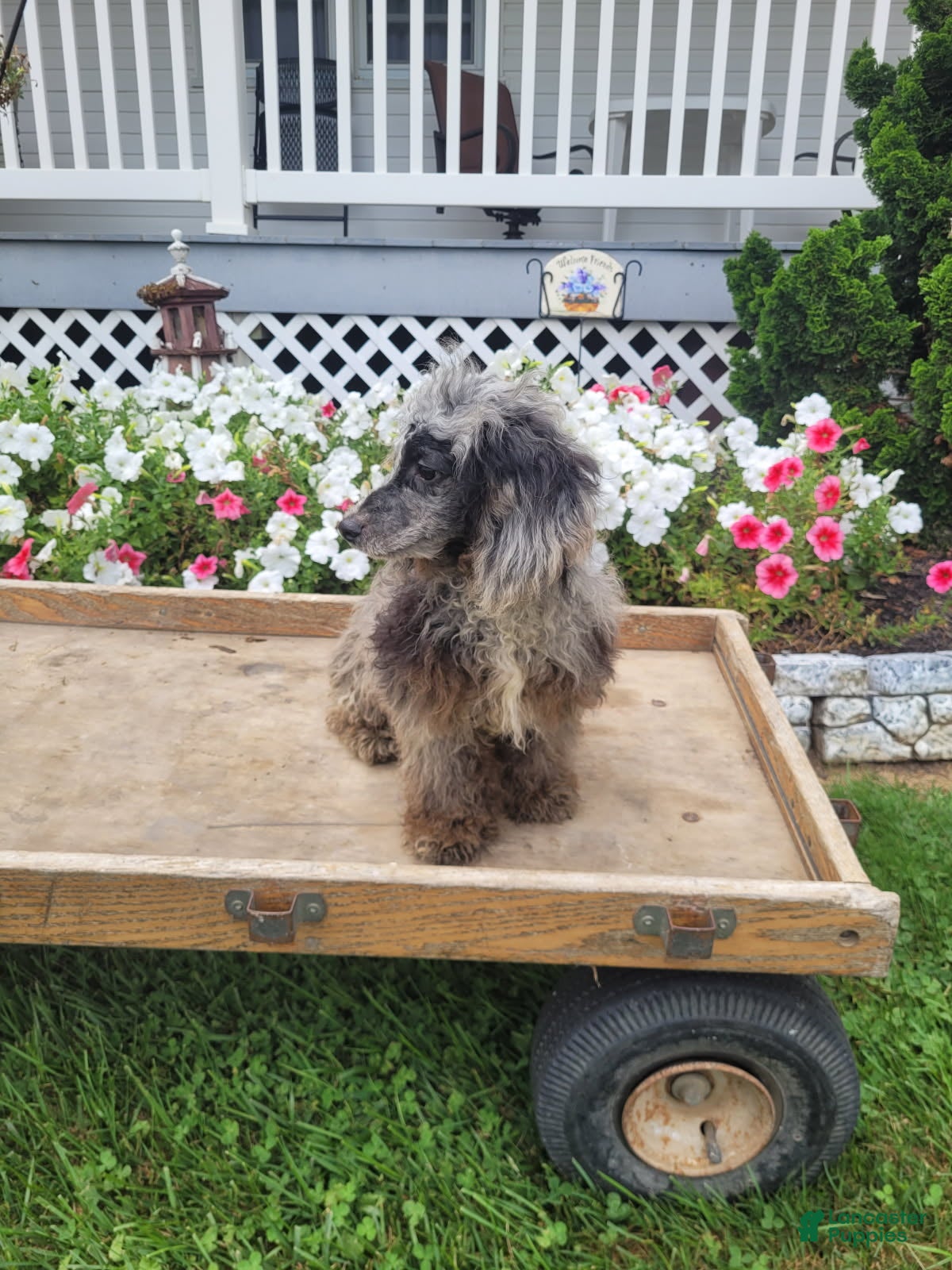 Miniature Poodle dogs Austin - Ad 2