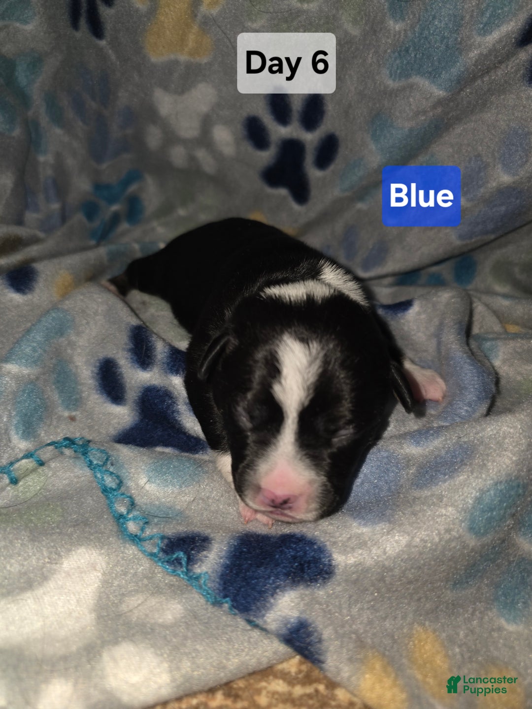 Mixed Breed dogs for sale: Blue - Ad 11