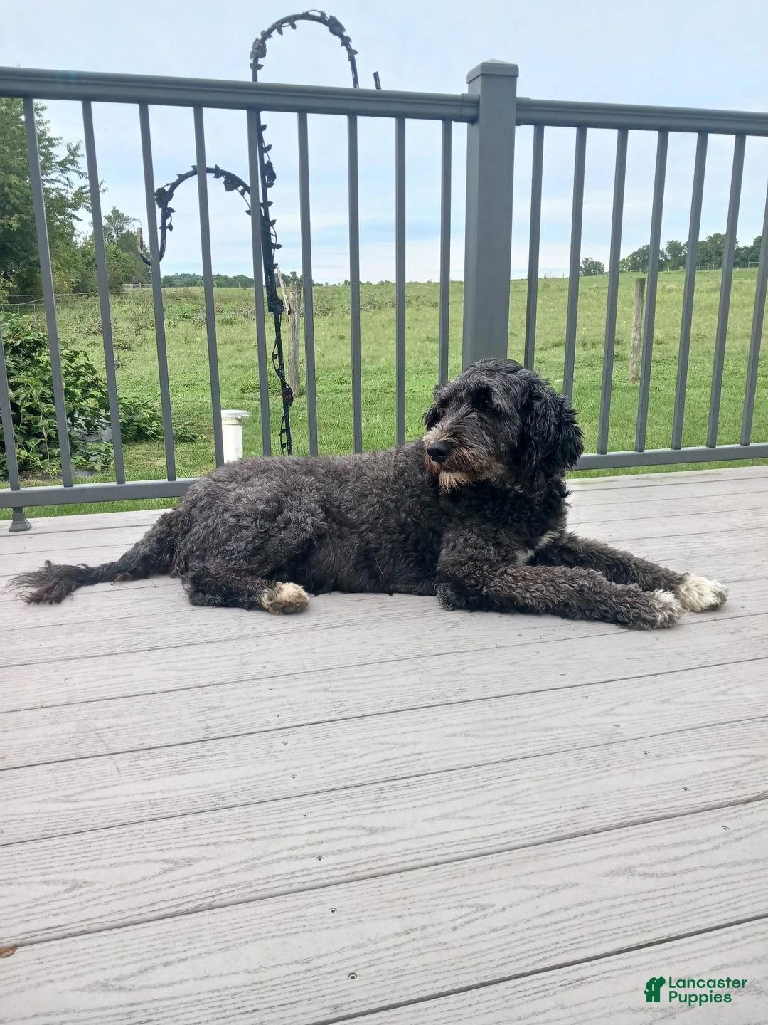 Bernedoodle dogs for sale: Mitch - Ad 13