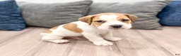 Beabull dogs for sale: Cody - Ad 3