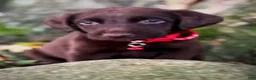 Labrador Retriever dogs for sale: Labrador Retriever 1 - Ad 14