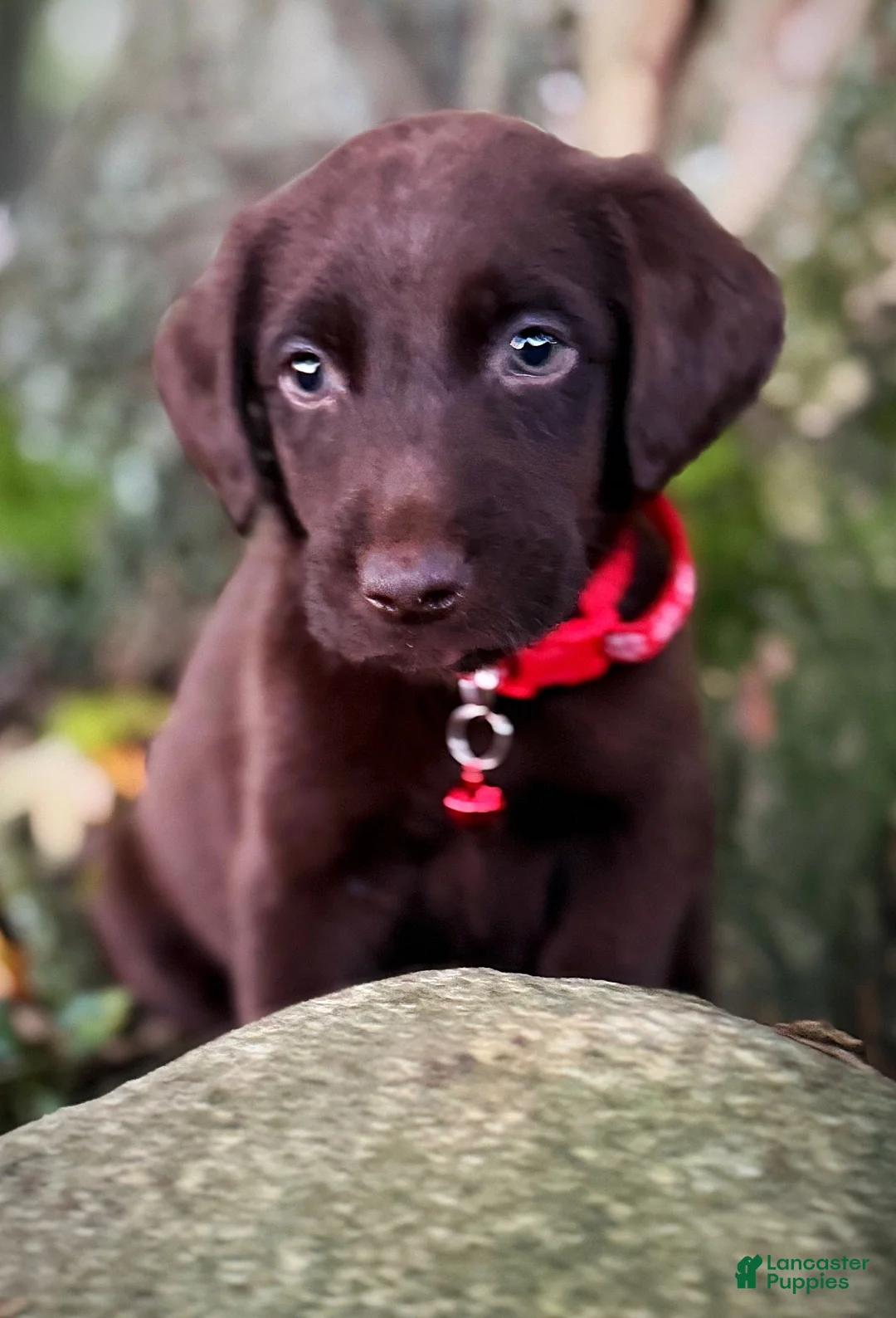 Labrador Retriever dogs for sale: Labrador Retriever 1 - Ad 14