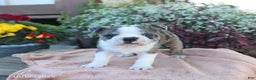 Boston Terrier dogs for sale: Max - Ad 1