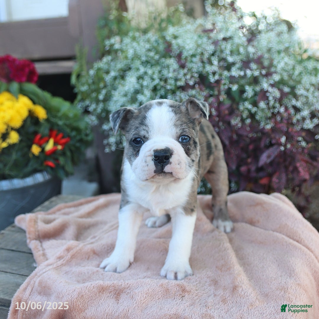 Boston Terrier dogs for sale: Max - Ad 1