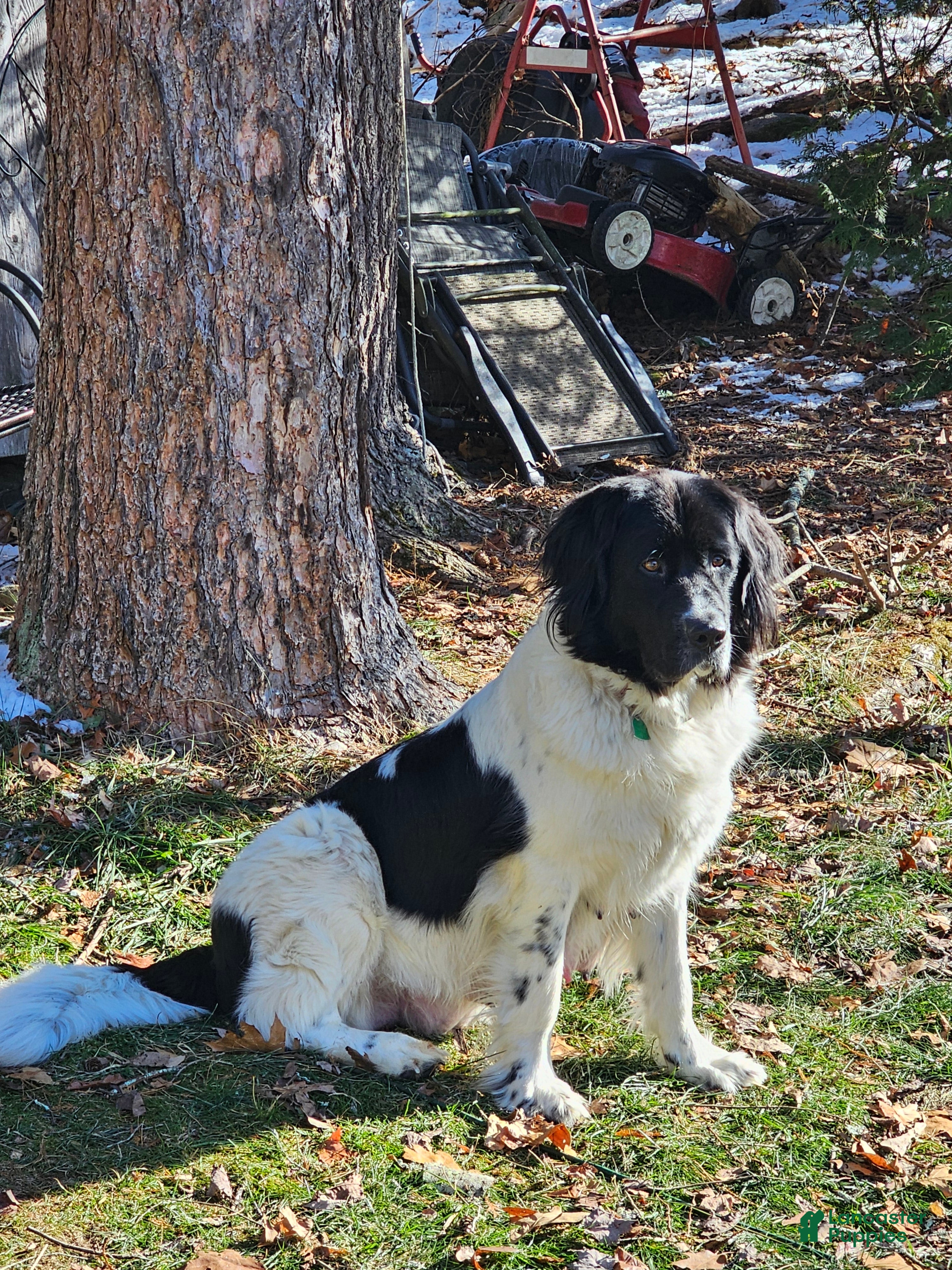 Newfoundland dogs Newfoundland Puppy 1 - Ad 25