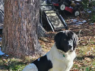 Newfoundland dogs Newfoundland Puppy 1 - Ad 25