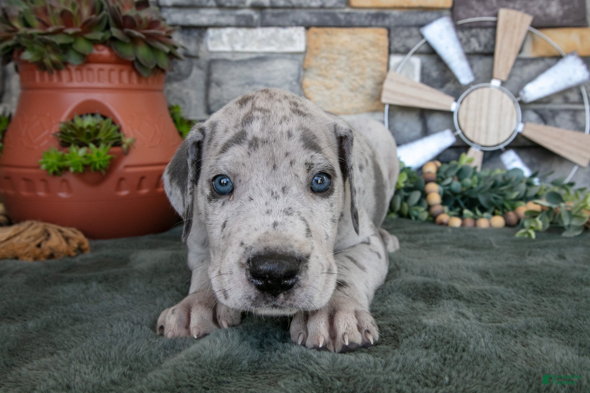 Great Dane dogs Superman - Ad 2