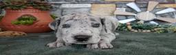Great Dane dogs for sale: Superman - Ad 2