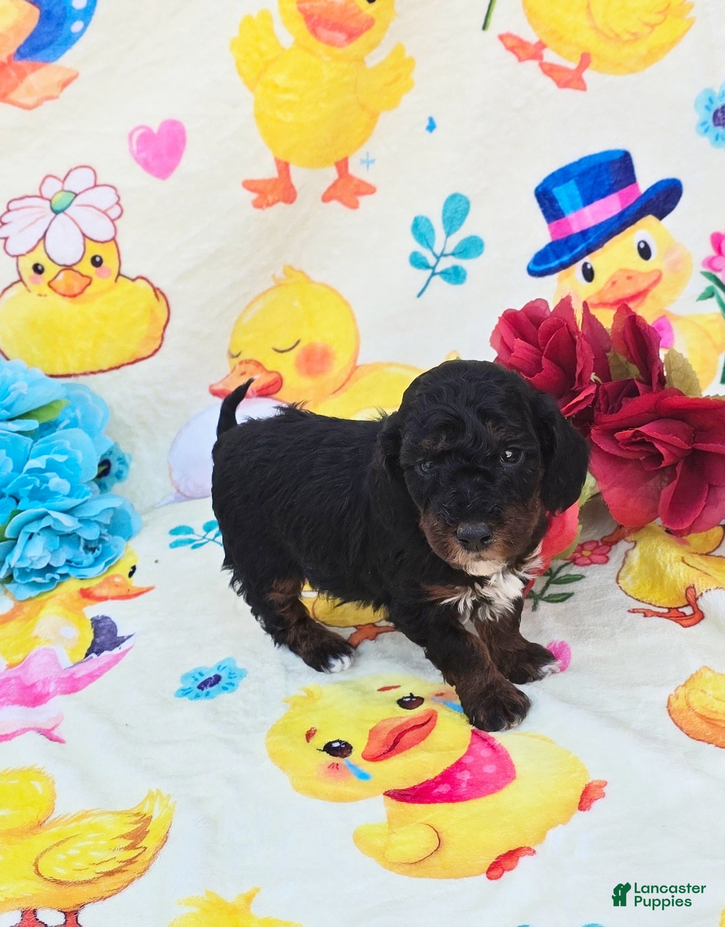 Cavapoo dogs Relic - Ad 37