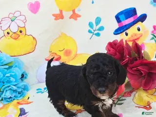 Cavapoo dogs Relic - Ad 38