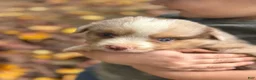 Miniature Australian Shepherd dogs for sale: Charlie  - Ad 3