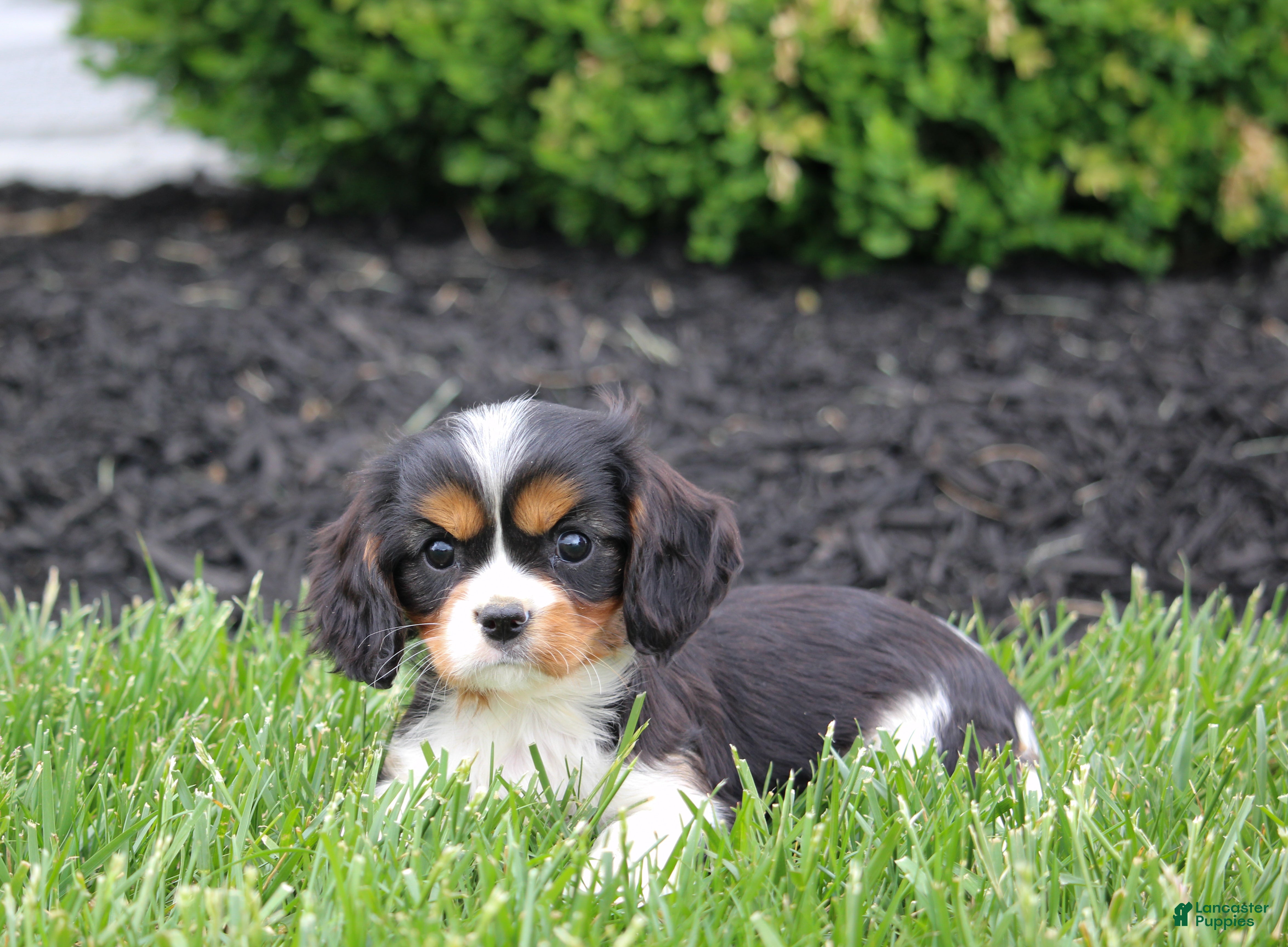 Cavalier King Charles Spaniel dogs Memo - Ad 2