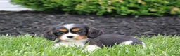 Cavalier King Charles Spaniel dogs for sale: Memo - Ad 2