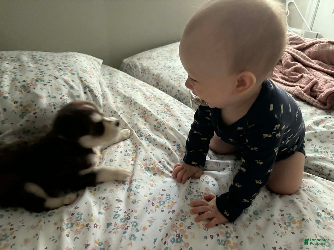 Mixed Breed dogs for sale: Aimée  - Ad 3