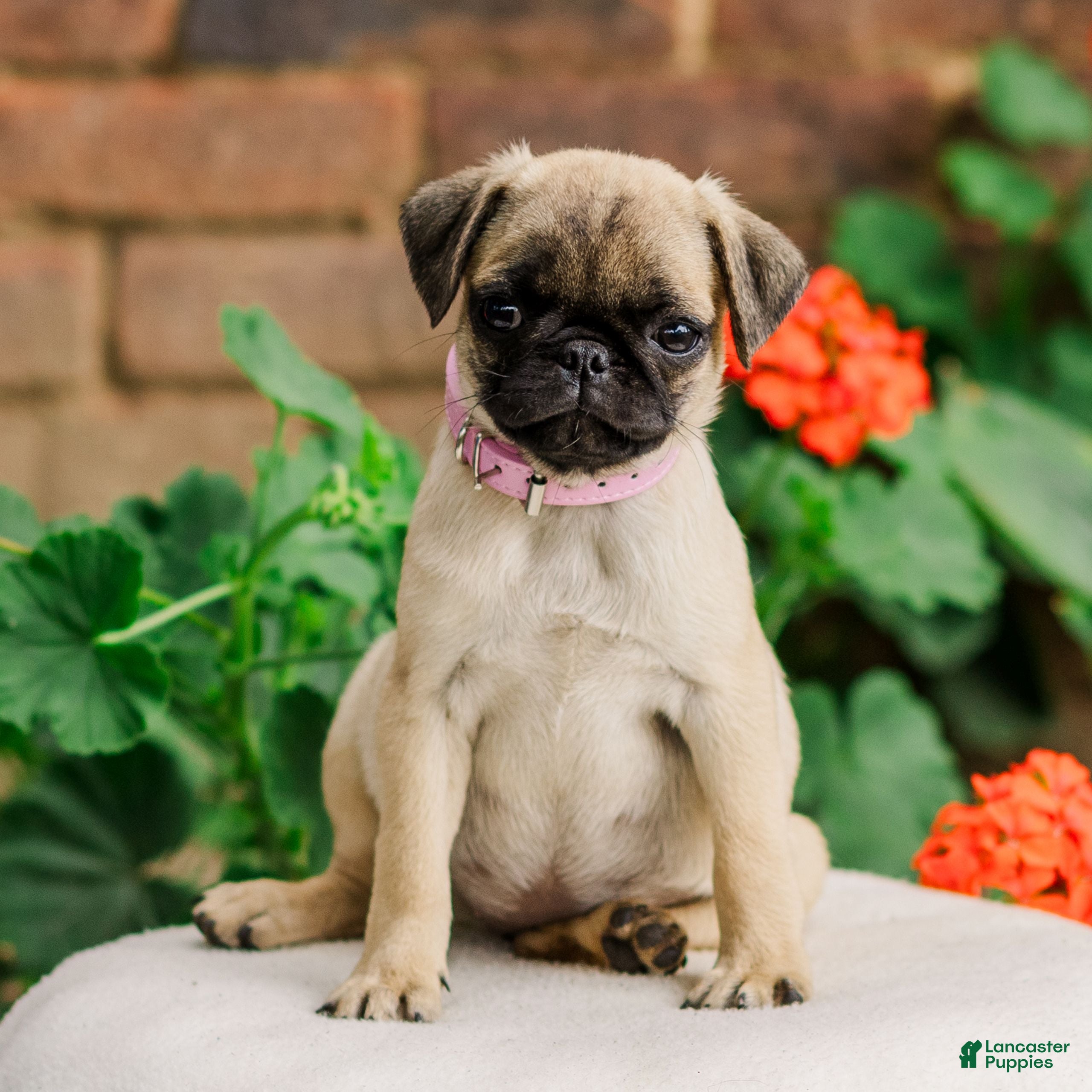 Pug dogs Sugar  - Ad 1