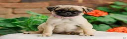 Pug dogs for sale: Sugar  - Ad 1