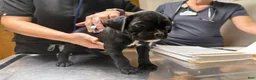Boxer dogs for sale: Millie AKC Euro - Ad 17