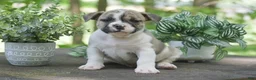 Olde English Bulldogge dogs for sale: Austin - Ad 1