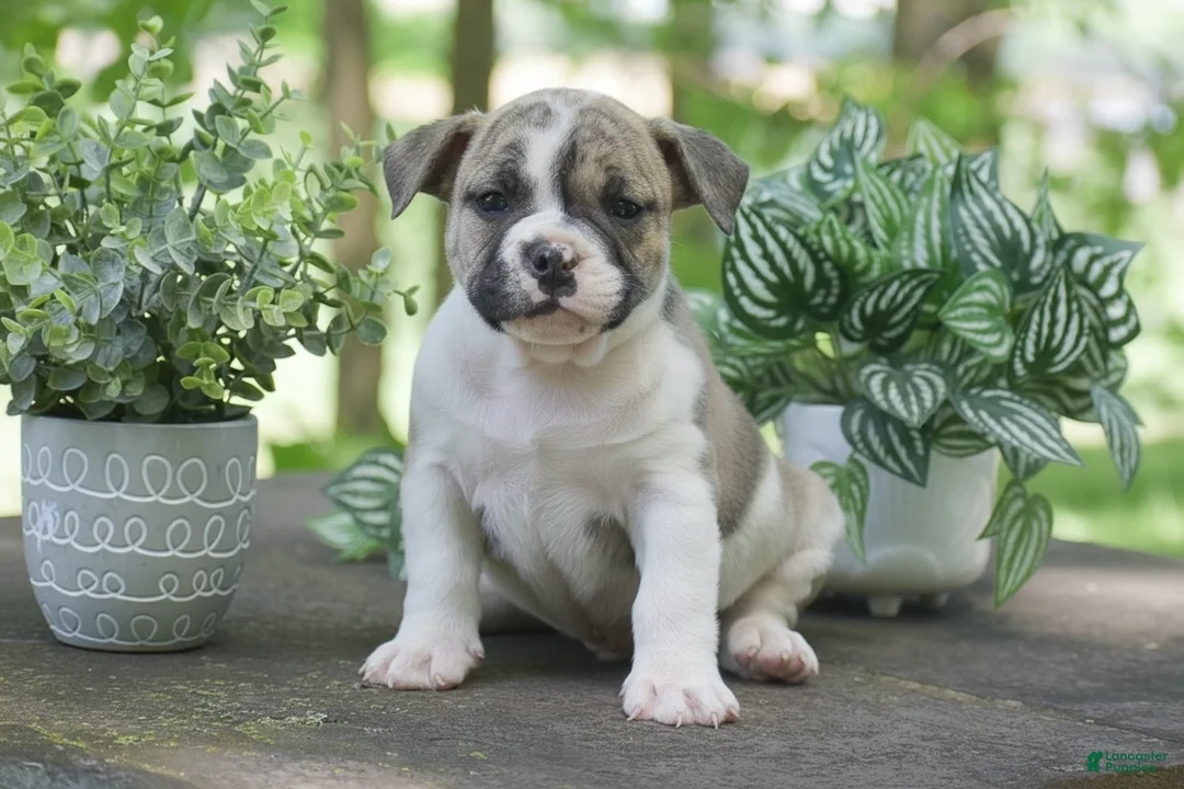Olde English Bulldogge dogs for sale: Austin - Ad 1