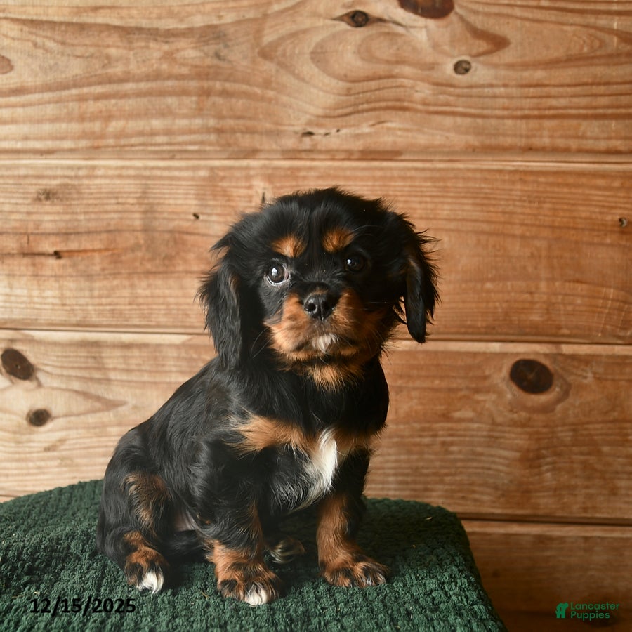 Cavalier King Charles Spaniel dogs Orlando  - Ad 27