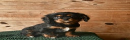 Cavalier King Charles Spaniel dogs for sale: Orlando  - Ad 1