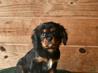 Cavalier King Charles Spaniel dogs Orlando - Ad 27